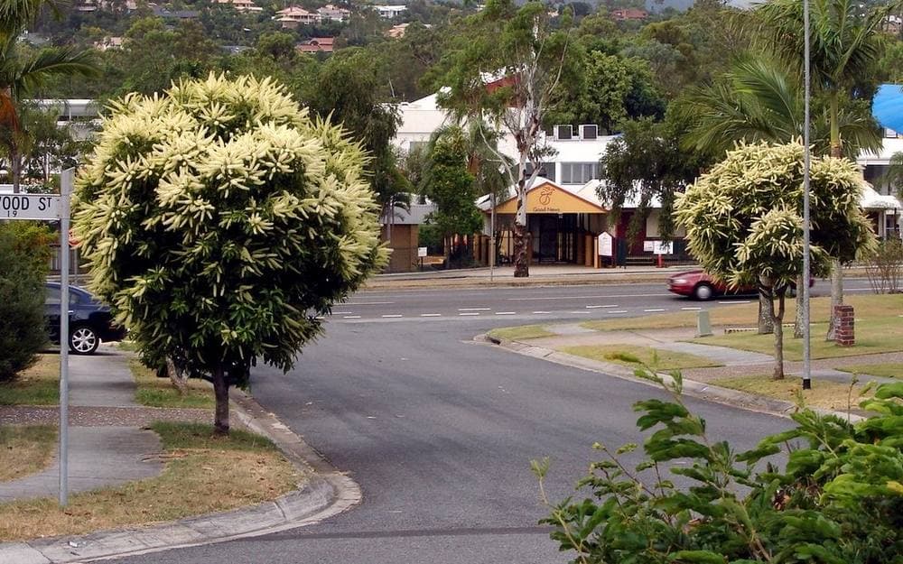 Residential street lined with mature trees