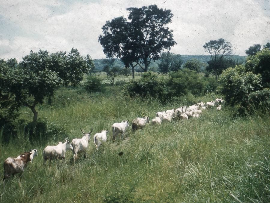Green savanna grassland with mature trees, Bosso, Nigeria